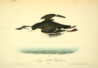 Birds of America Large-billed Guillemot Poster Print by J.J. Audubon