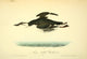 Birds of America Large-billed Guillemot Poster Print by J.J. Audubon
