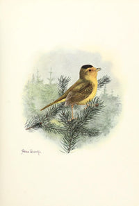 Golden Warbler Birds of Washington Poster Print in vibrant colors