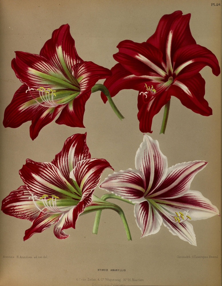 Haarlem's Flora 1872 Hybrid Amaryllis Poster Print by Arentine H. Arendsen