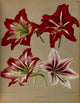 Haarlem's Flora 1872 Hybrid Amaryllis Poster Print by Arentine H. Arendsen