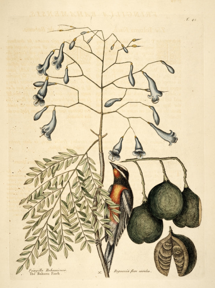 Bahama Finch Poster Print by Mark Catesby showcasing vibrant colors and intricate details.