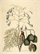 Bahama Finch Poster Print by Mark Catesby showcasing vibrant colors and intricate details.