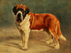 St. Bernard poster print from New Book of the Dog by Lilian Cheviot