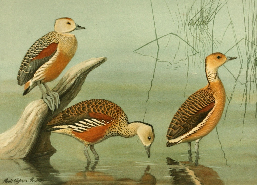 Nat History of Ducks 1925 Tree Ducks Art Print by L.A. Fuertes