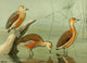 Nat History of Ducks 1925 Tree Ducks Art Print by L.A. Fuertes