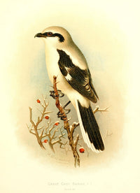 Birds of Britain & Ireland 1907 Great Grey Shrike Poster Print by Henrik Grønvold.