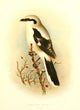 Birds of Britain & Ireland 1907 Great Grey Shrike Poster Print by Henrik Grønvold.