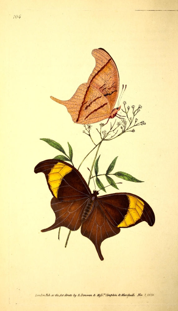 Naturalist's Repository 1824 Chorinaeus Butterfly Poster Print
