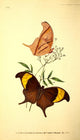 Naturalist's Repository 1824 Chorinaeus Butterfly Poster Print