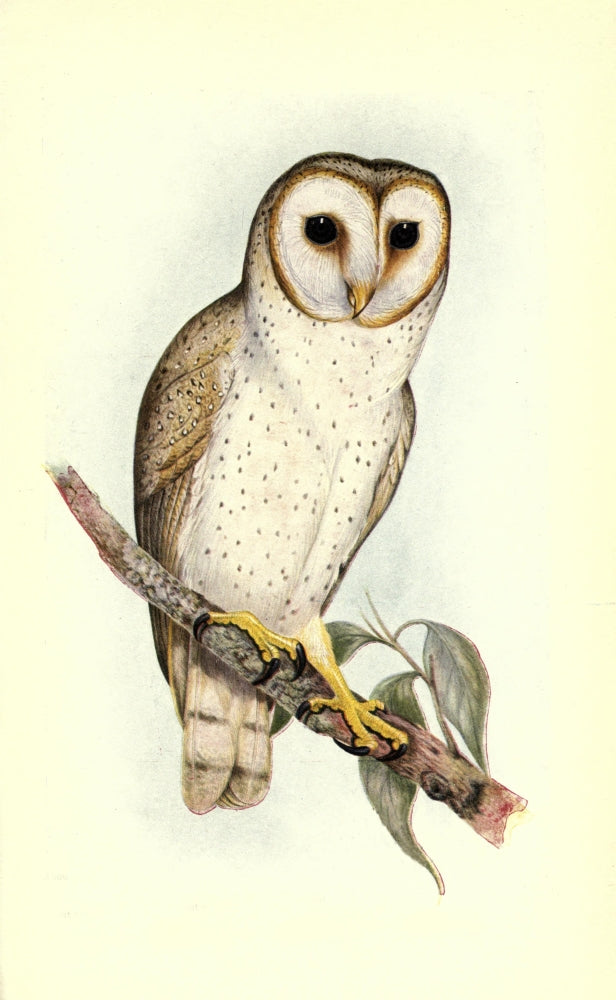 Useful Australian Birds 1921 Delicate Owl Poster Print by J & E Gould