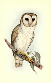 Useful Australian Birds 1921 Delicate Owl Poster Print by J & E Gould