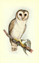 Useful Australian Birds 1921 Delicate Owl Poster Print by J & E Gould