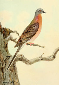 American Natural History Passenger Pigeon Poster Print by R.B. Horsfall