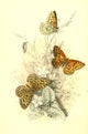 Genera & Species of Butterflies Small Tortoiseshell Poster Print by Henry N. Humphreys