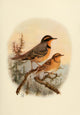 Birds of California 1923 Varied Thrush Poster Print showcasing detailed artwork of the Varied Thrush.