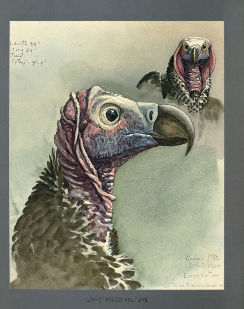 Abyssinian Birds Lappet-faced Vulture Poster Print by L.A. Fuertes