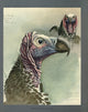 Abyssinian Birds Lappet-faced Vulture Poster Print by L.A. Fuertes