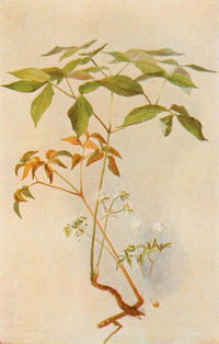 Our Early Wild Flowers 1916 Sarsaparilla and Ginseng Poster Print by Eloise P. Luquer