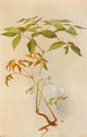 Our Early Wild Flowers 1916 Sarsaparilla and Ginseng Poster Print by Eloise P. Luquer