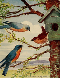 Chickadee-dee 1916 Bluebird & Wren Poster Print by S.T. Callowhill