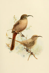 Birds of California 1923 Thrashers Poster Print by A. Brooks