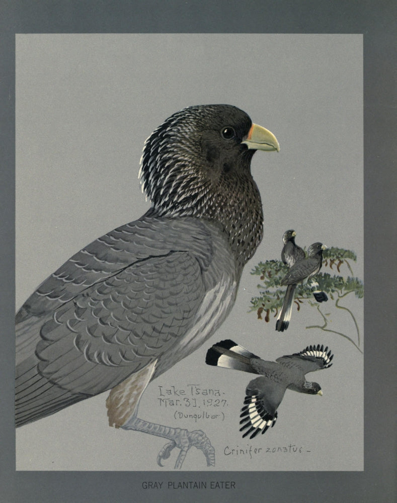 Abyssinian Birds & Mammals 1930 Gray Plantain-eater Poster Print by L.A. Fuertes