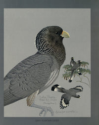 Abyssinian Birds & Mammals 1930 Gray Plantain-eater Poster Print by L.A. Fuertes