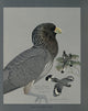 Abyssinian Birds & Mammals 1930 Gray Plantain-eater Poster Print by L.A. Fuertes
