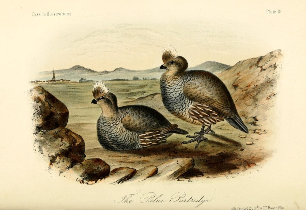 Blue Partridge Fine Art Print by W.E. Hitchcock depicting a vibrant blue partridge.