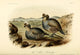 Blue Partridge Fine Art Print by W.E. Hitchcock depicting a vibrant blue partridge.