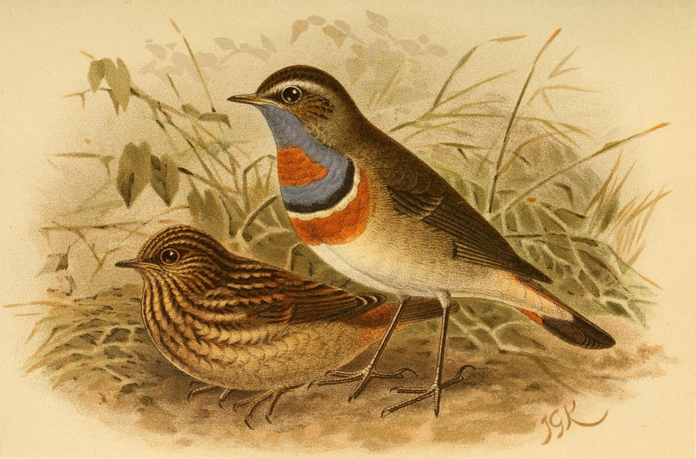 Birds of the British Islands 1885 Blue-throat Arctic Poster Print by John G. Keulemans