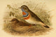 Birds of the British Islands 1885 Blue-throat Arctic Poster Print by John G. Keulemans