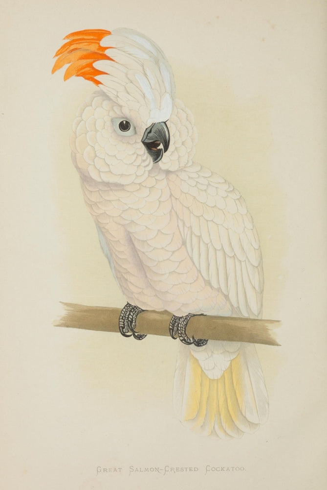 Salmon-Crested Cockatoo Poster Print by A.F. Lydon