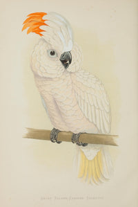 Salmon-Crested Cockatoo Poster Print by A.F. Lydon