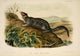 Quadrupeds of North America Large-tailed Spermophile Poster Print by J.W. Audubon