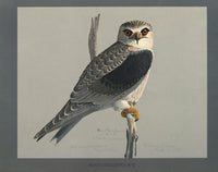Abyssinian Birds & Mammals Black-shouldered Kite Poster Print by L.A. Fuertes