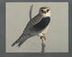 Abyssinian Birds & Mammals Black-shouldered Kite Poster Print by L.A. Fuertes