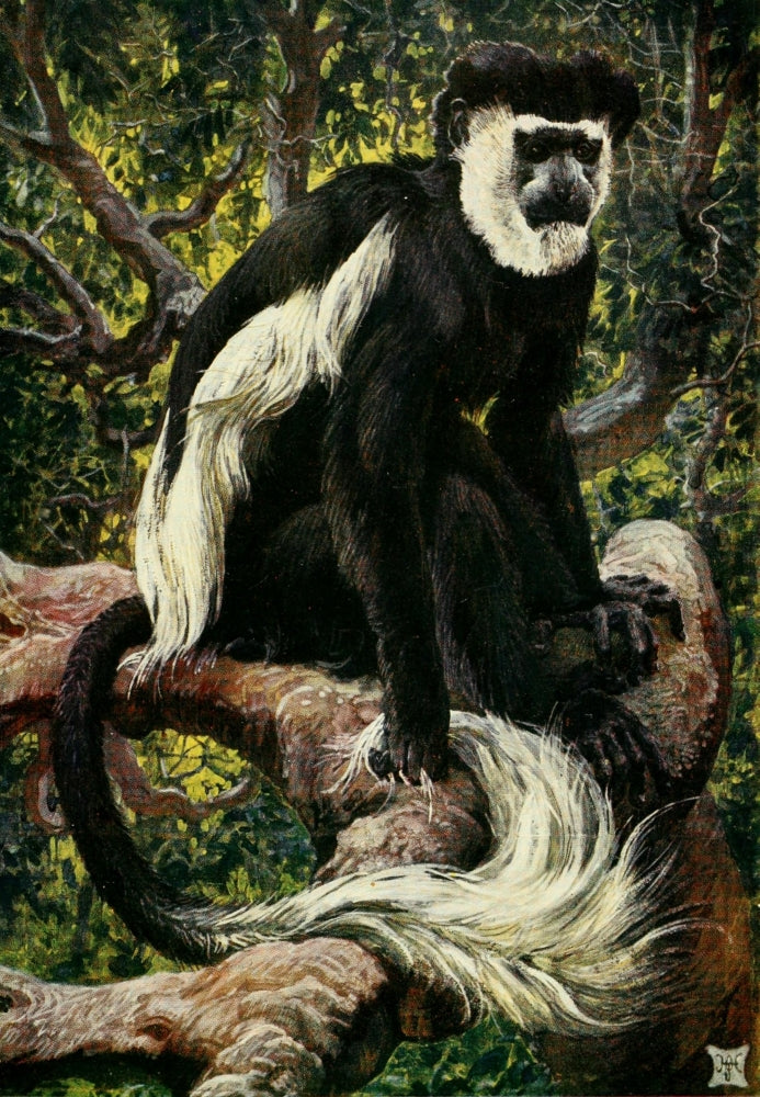 Common Colobus monkey poster print from the Uganda Protectorate 1902 by Sir Harry Johnston.