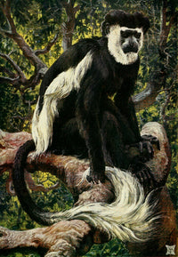 Common Colobus monkey poster print from the Uganda Protectorate 1902 by Sir Harry Johnston.