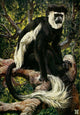 Common Colobus monkey poster print from the Uganda Protectorate 1902 by Sir Harry Johnston.