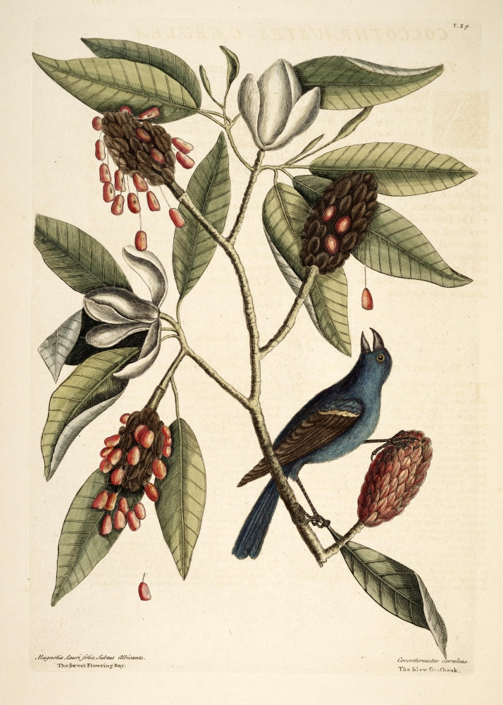 Grosbeak Poster Print by Mark Catesby showcasing vibrant bird illustration.