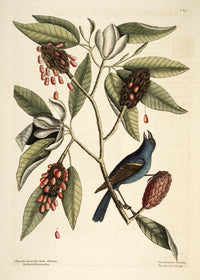 Grosbeak Poster Print by Mark Catesby showcasing vibrant bird illustration.