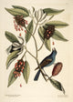 Grosbeak Poster Print by Mark Catesby showcasing vibrant bird illustration.