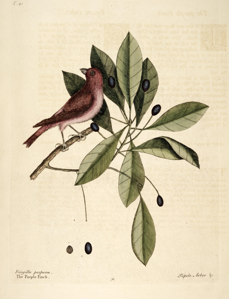 Purple Finch Poster Print by Mark Catesby, vibrant bird art.