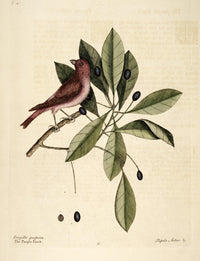 Purple Finch Poster Print by Mark Catesby, vibrant bird art.