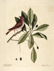 Purple Finch Poster Print by Mark Catesby, vibrant bird art.