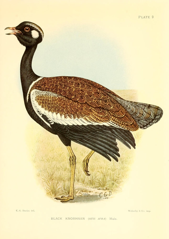 Black Knorhaan Poster Print from The Game-birds & Water-fowl of South Africa (1912)