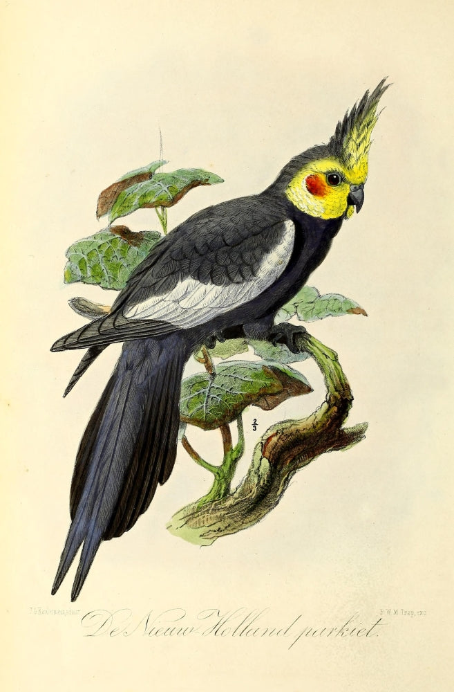 Onze Vogel 1869 New Holland Parrakeet Poster Print by J.G. Keulemans
