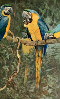 Brehms Tierleben Bl & Ylw Macaw Poster Print by F.W. Kuhnert